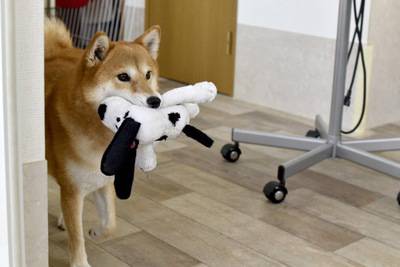 No image