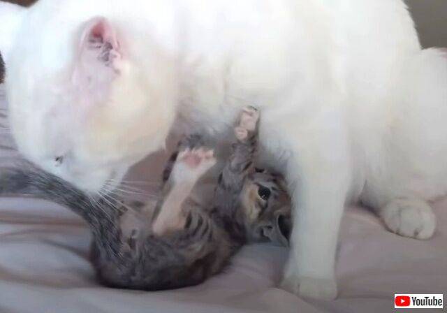 No image