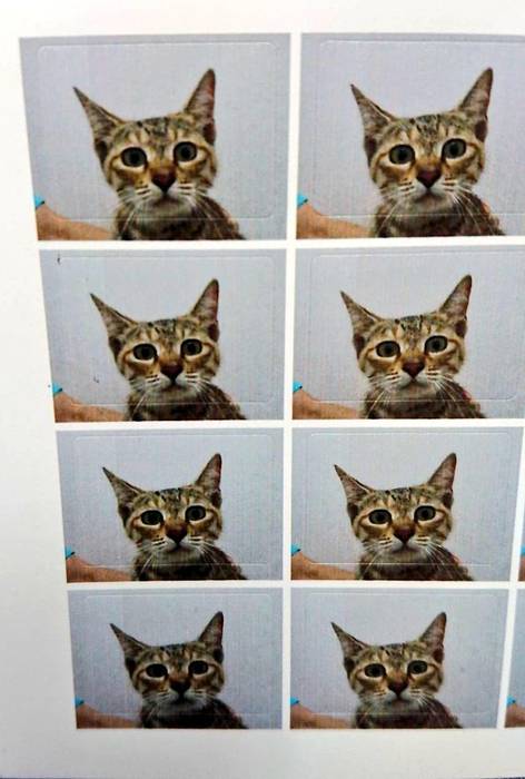 No image