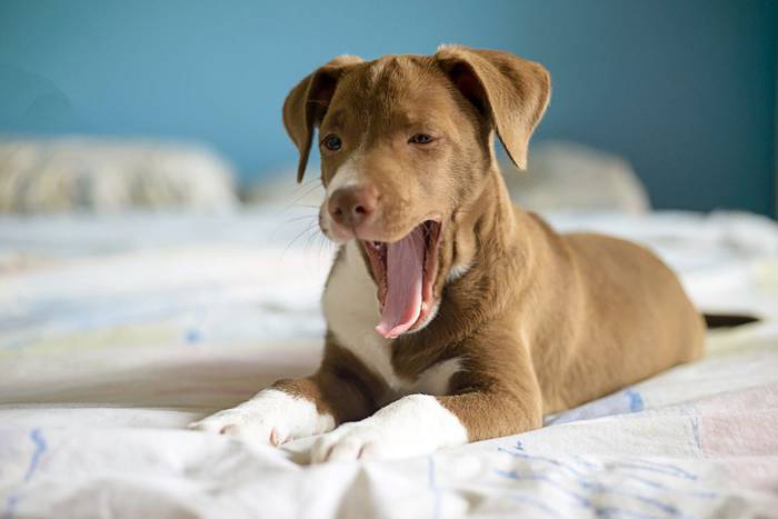 犬のあくびが止まらない時に考えられること5つ グノシー