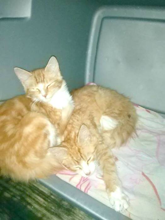 ねこ　©bbspink.com	YouTube動画>13本 ->画像>1160枚 